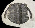 Bargain, Hollardops Trilobite - Foum Zguid #47425-3